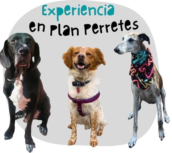 Experiencia en Plan Perretes - I Can Help